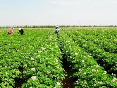 农村土地改革未来前景,城镇化农民何去何从