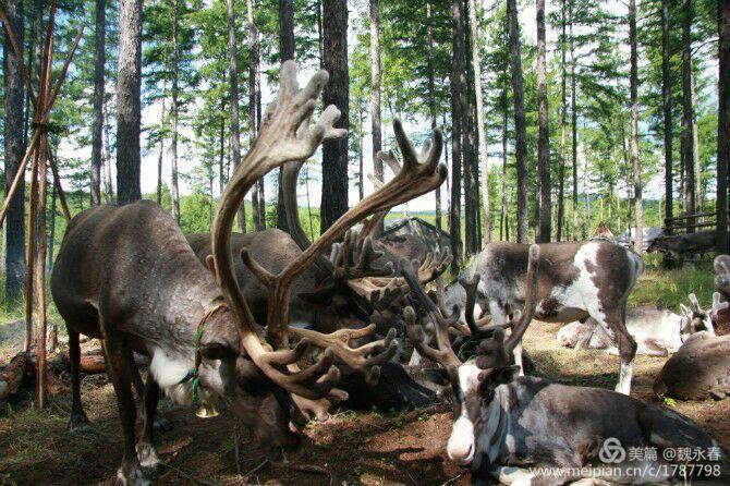 内蒙古草原旅游度假村,内蒙古敖鲁古雅景区