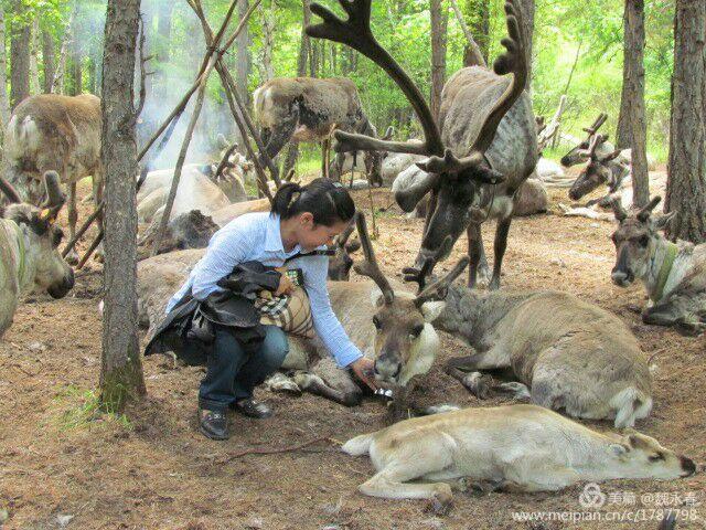 内蒙古草原旅游度假村,内蒙古敖鲁古雅景区