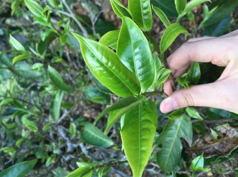 春茶夏茶秋茶普洱茶的价格对比,普洱茶是春茶好还是秋茶好