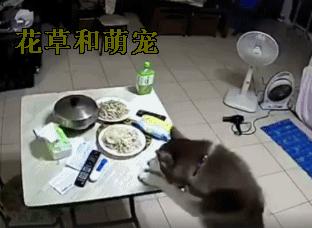 主人发现桌上的菜少了，一看监控后，他立马带哈士奇上医院