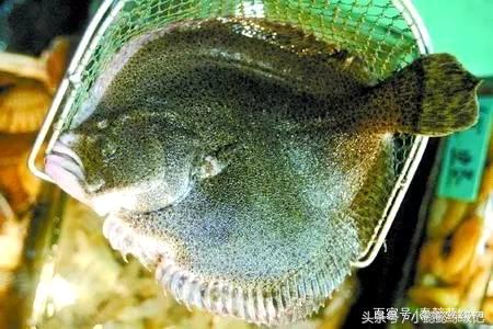 清蒸桂鱼和多宝鱼哪个好吃,清蒸多宝鱼怎么做好吃视频