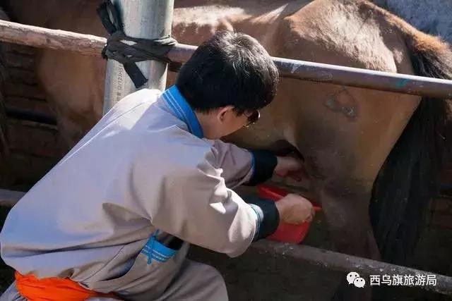 去了内蒙为什么敬酒三杯,哈达怎么接,马奶也是良药?