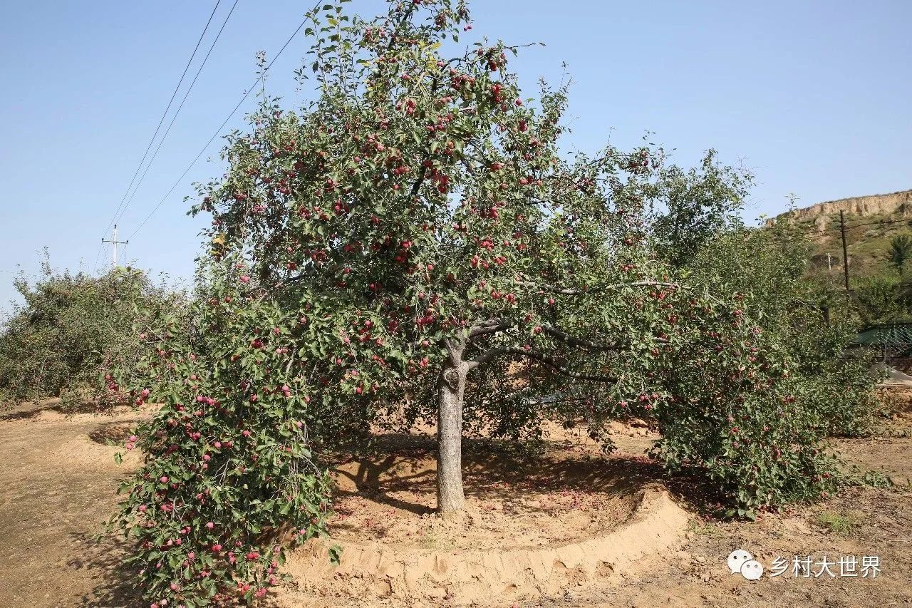 水果中的补钙之王,钙中之王吃什么水果