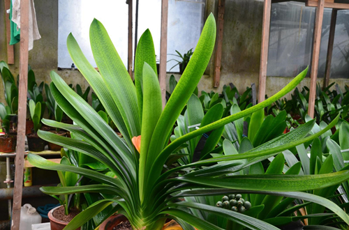 君子兰叶子边发黄的10种解决方法,君子兰暗淡无光怎么办