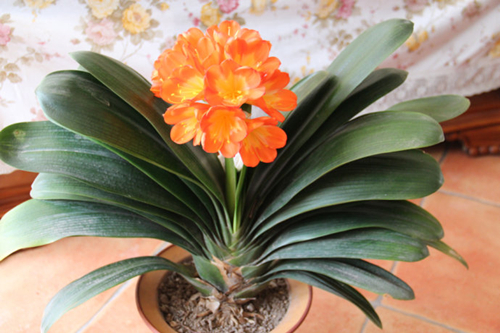 君子兰叶子边发黄的10种解决方法,君子兰暗淡无光怎么办