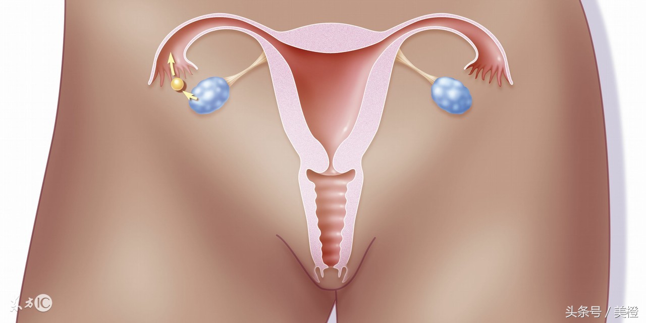 卵巢功能影响受孕！你的卵巢还好吗？
