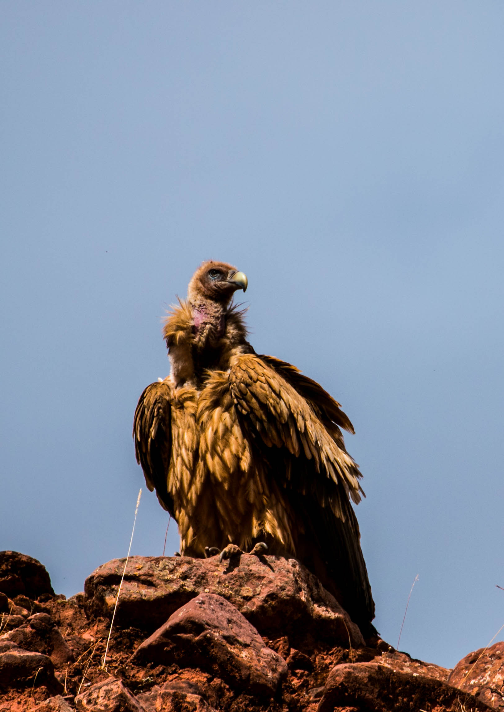 *藏西**的山石上，抱琴不愿归