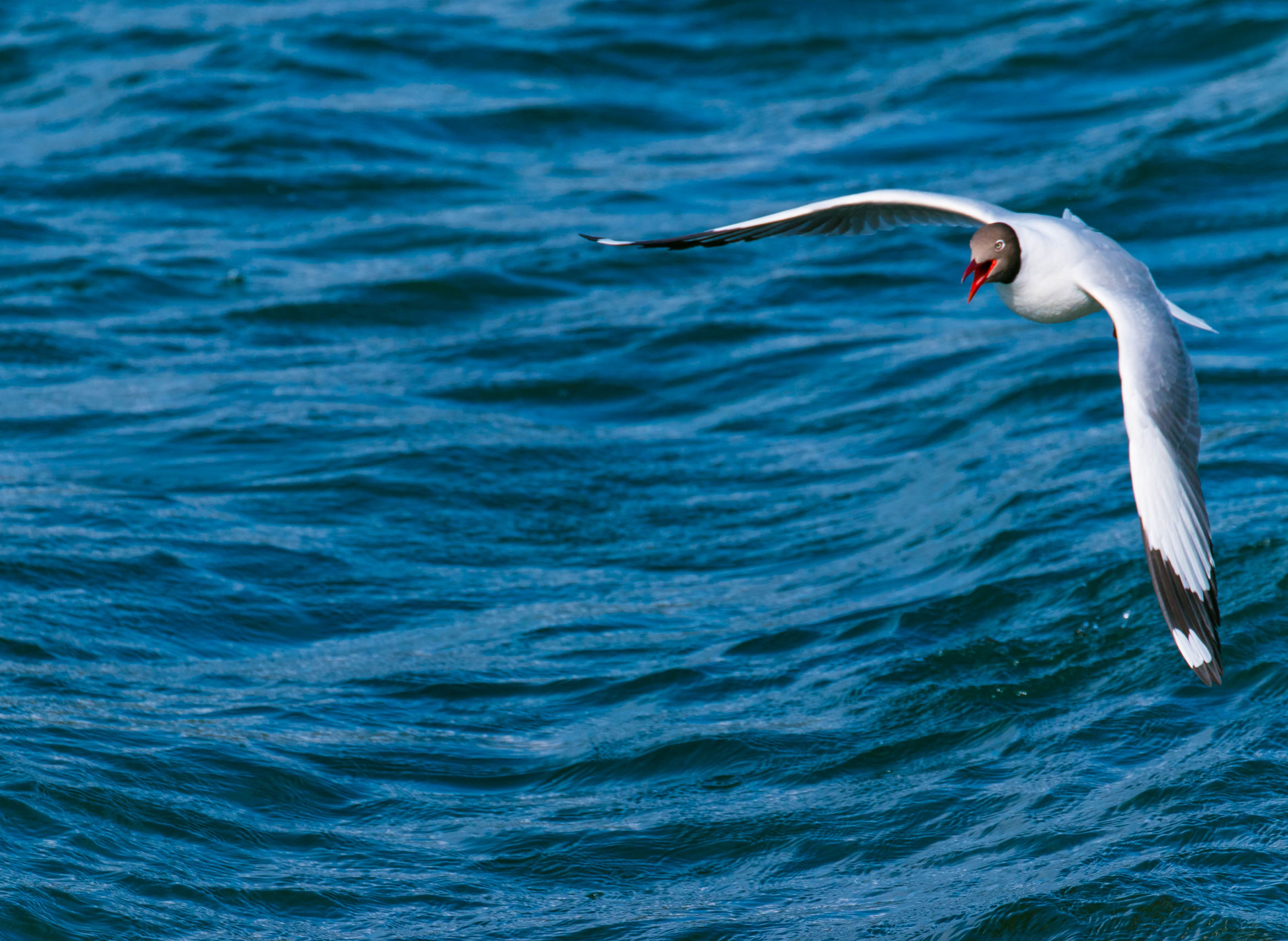 *藏西**的山石上，抱琴不愿归