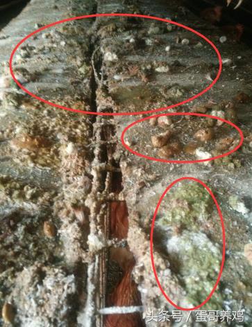 鸡100天产蛋,鸡产蛋期驱虫掉蛋