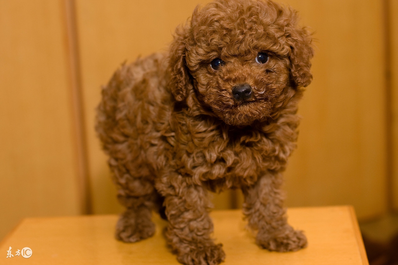 泰迪狗消化不良拉稀怎么治疗,泰迪狗消化不良吃什么狗粮