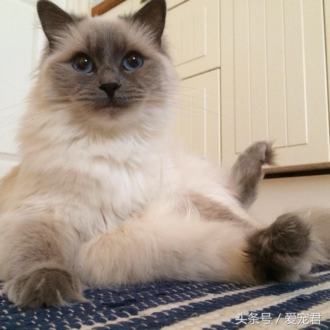 猫咪的猫砂盆特别臭解决办法,怎么才能让猫咪的猫砂不臭