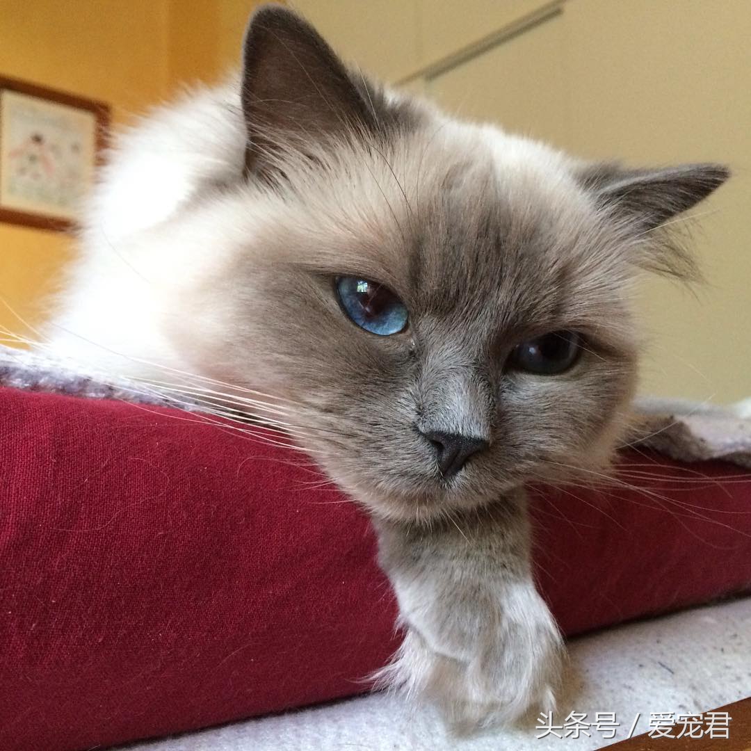 猫咪的猫砂盆特别臭解决办法,怎么才能让猫咪的猫砂不臭