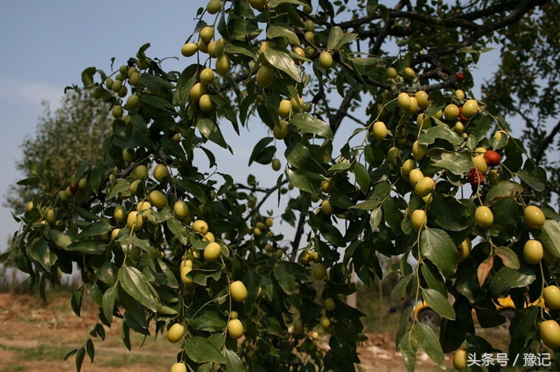 河南最富的城市2017年排名,河南巩义经济排名