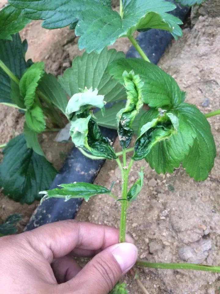 草莓病毒病防治用药,草莓病毒病症状及防治