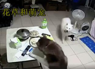 主人发现桌上的菜少了，一看监控后，他立马带哈士奇上医院