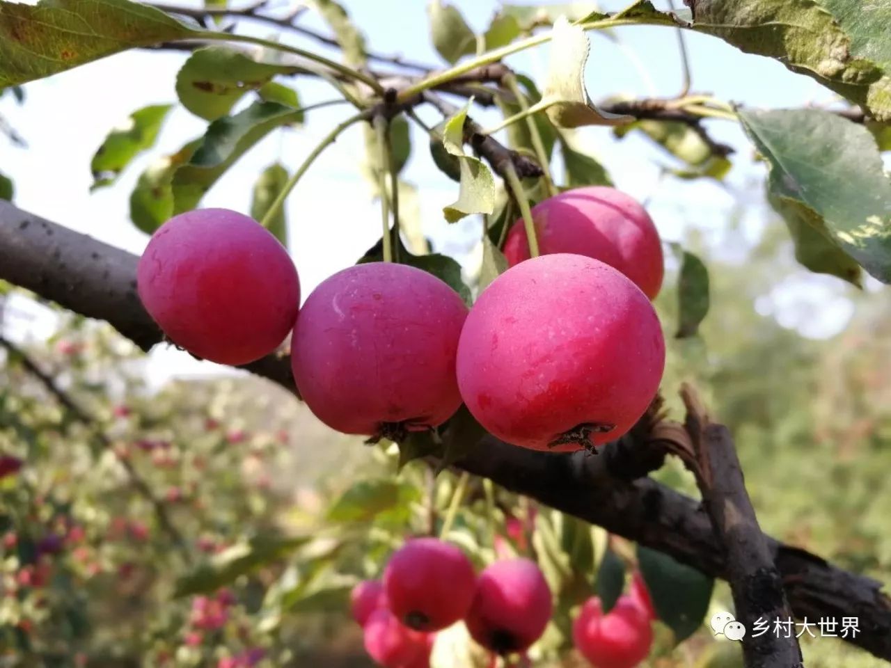 水果中的补钙之王,钙中之王吃什么水果
