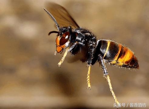 虎头蜂酒的功效与作用及制作方法,泡虎头蜂酒要什么药材