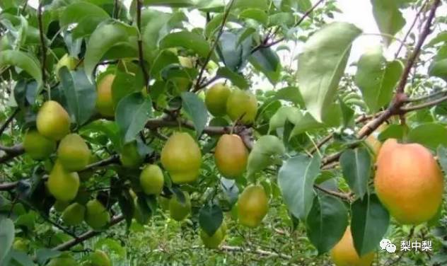 真假香梨,真假库尔勒香梨区别