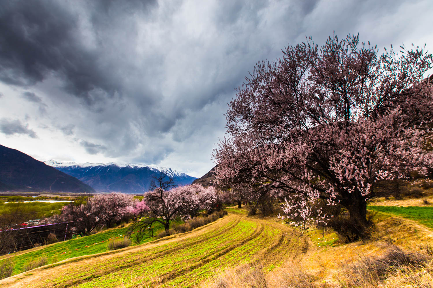 *藏西**的山石上，抱琴不愿归