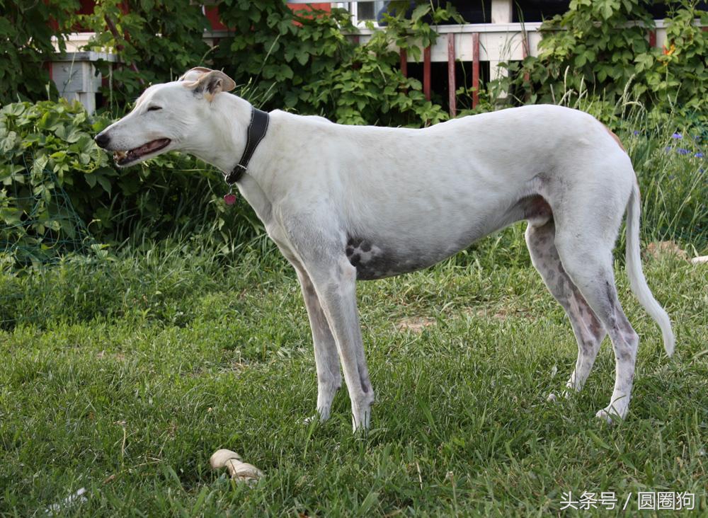 十大黑狗品种灵缇,世界名犬达克斯猎犬