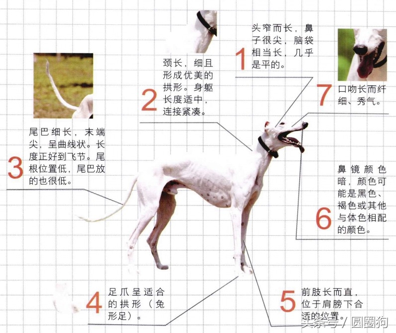 十大黑狗品种灵缇,世界名犬达克斯猎犬