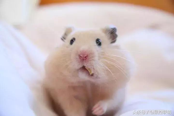 喜欢钻洞的是什么仓鼠,养一只仓鼠每天都被它萌翻