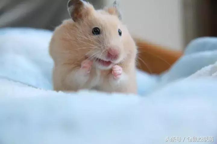 喜欢钻洞的是什么仓鼠,养一只仓鼠每天都被它萌翻