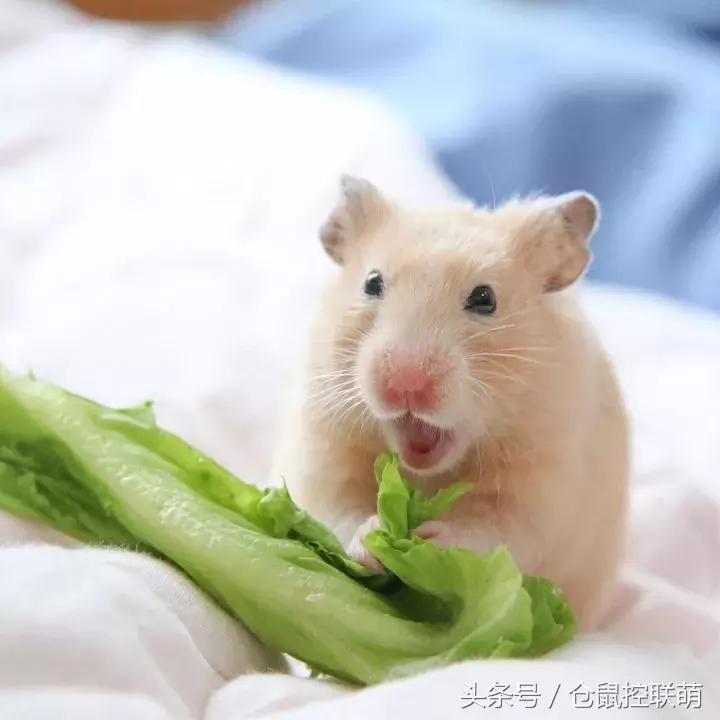 喜欢钻洞的是什么仓鼠,养一只仓鼠每天都被它萌翻