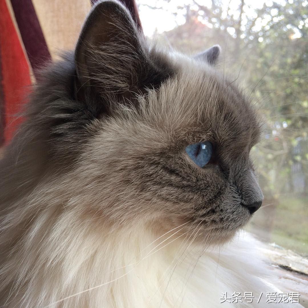 猫咪的猫砂盆特别臭解决办法,怎么才能让猫咪的猫砂不臭