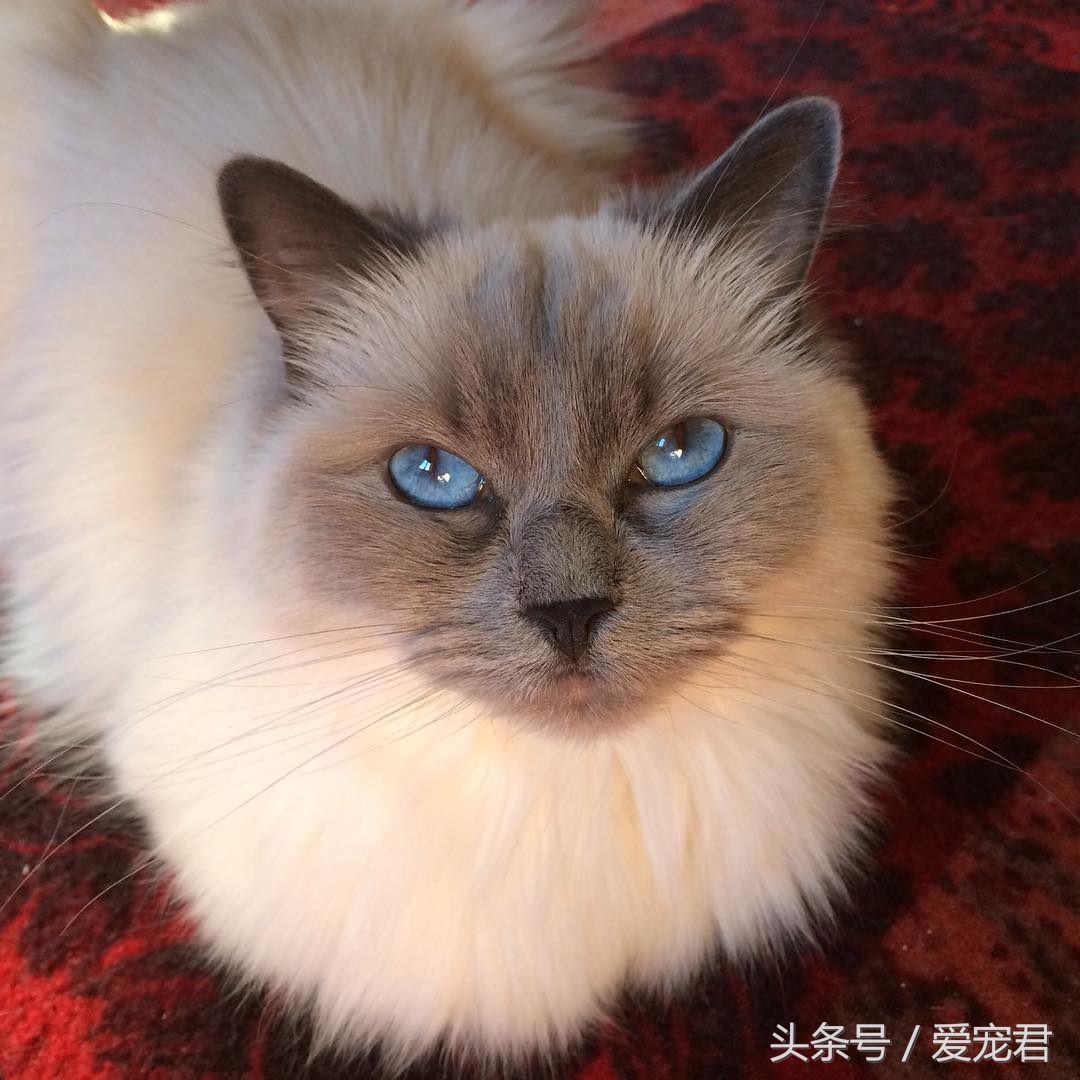 猫咪的猫砂盆特别臭解决办法,怎么才能让猫咪的猫砂不臭