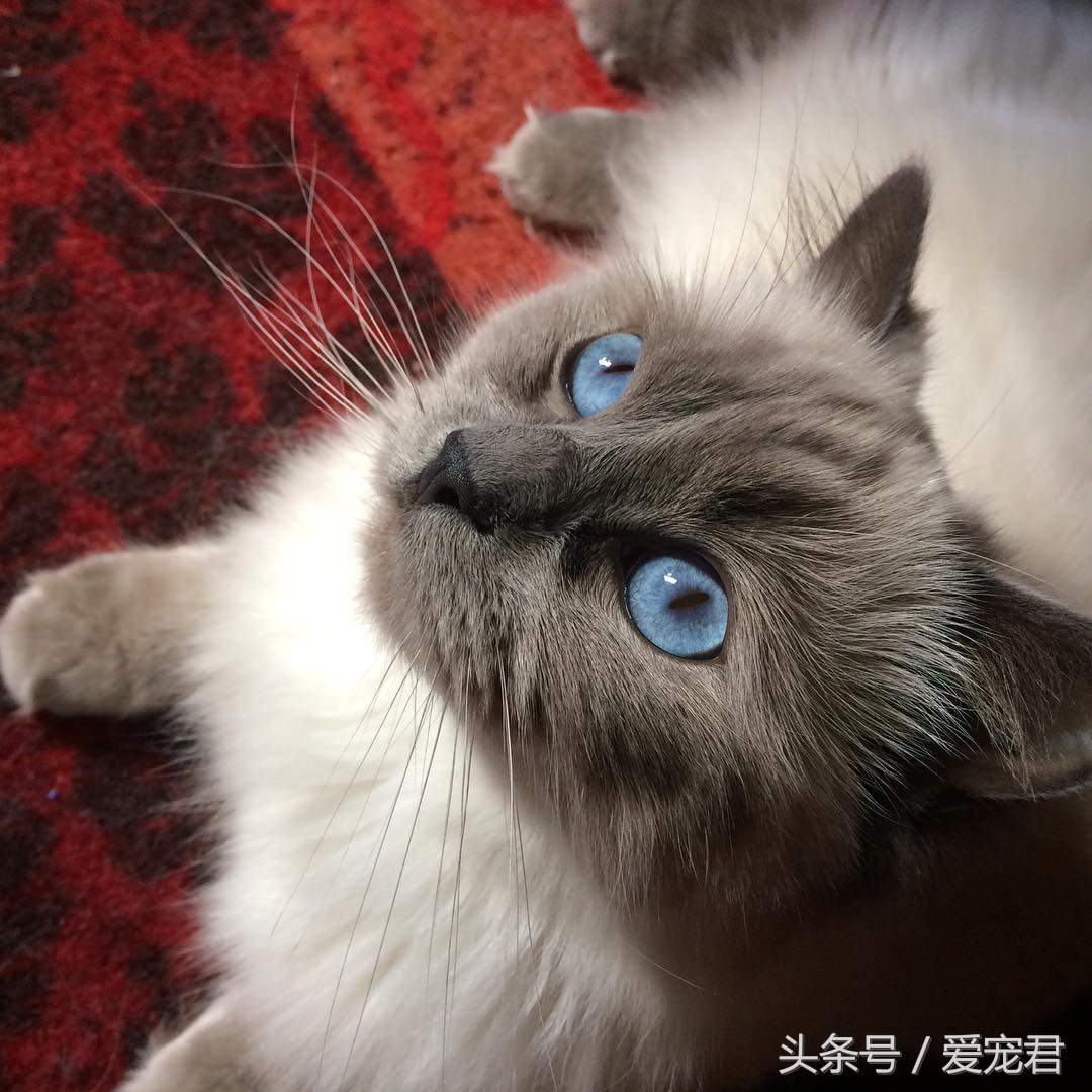 猫咪的猫砂盆特别臭解决办法,怎么才能让猫咪的猫砂不臭