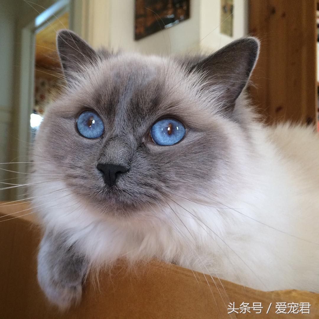 猫咪的猫砂盆特别臭解决办法,怎么才能让猫咪的猫砂不臭