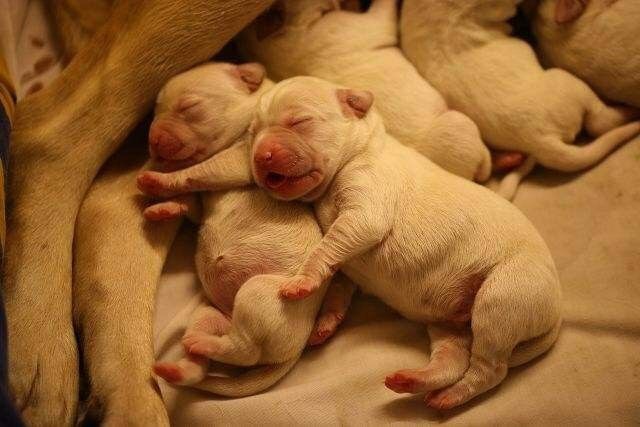 狗狗初期怎么判断怀没怀孕摸哪里,怎样判断狗狗是怀孕还是腹水