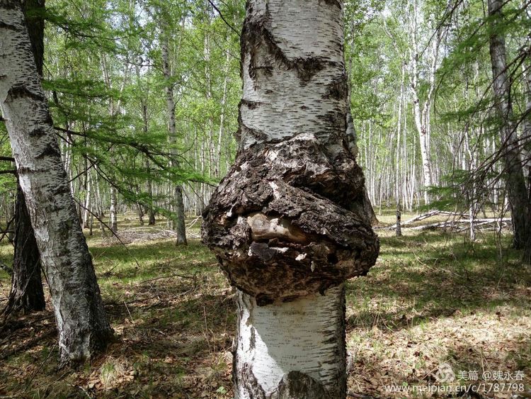 内蒙古草原旅游度假村,内蒙古敖鲁古雅景区