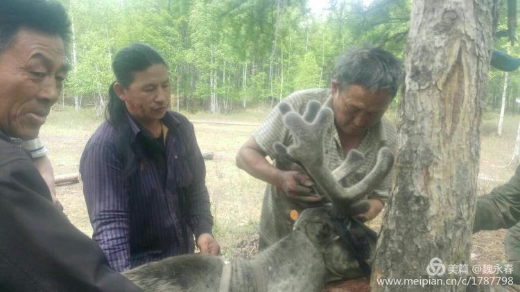 内蒙古草原旅游度假村,内蒙古敖鲁古雅景区