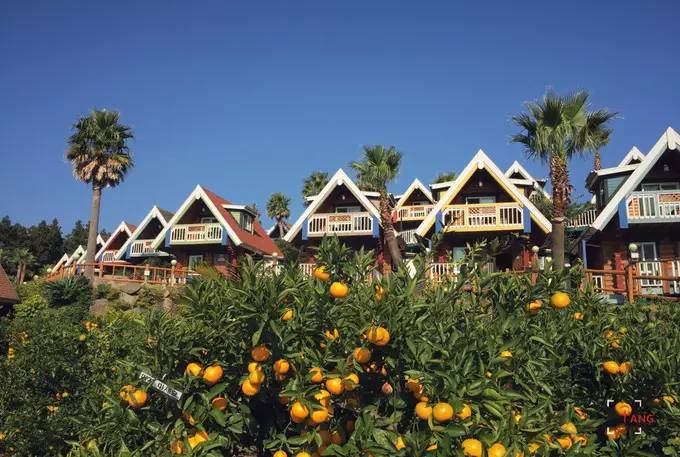 做一只治愈的猫,做一只快乐的柴犬