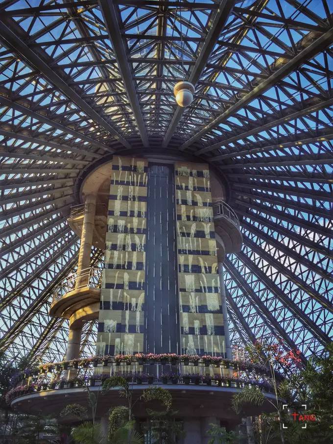 做一只治愈的猫,做一只快乐的柴犬