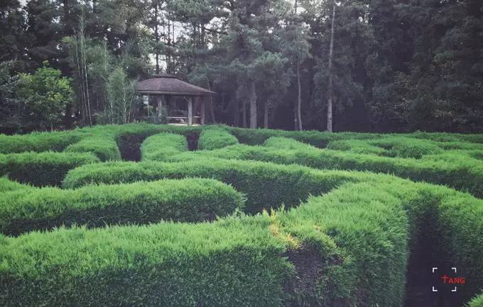 做一只治愈的猫,做一只快乐的柴犬