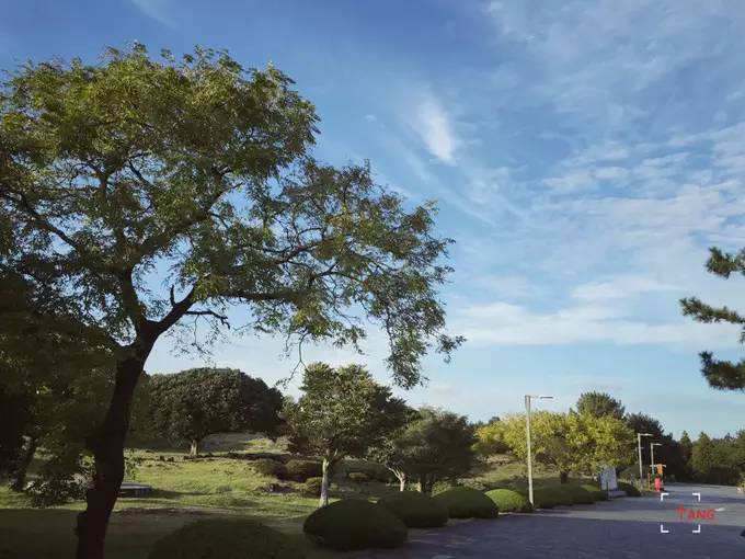 做一只治愈的猫,做一只快乐的柴犬