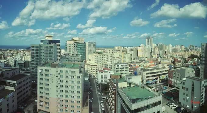 做一只治愈的猫,做一只快乐的柴犬