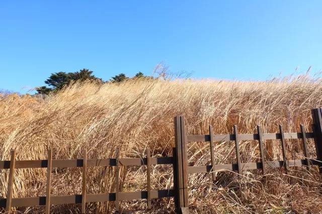 出川旅行记音乐,出川记