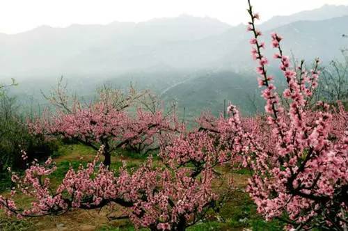 洛阳适合中学生好玩免费景点,洛阳各个景点的介绍