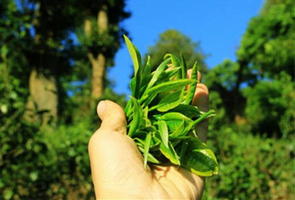 春茶夏茶秋茶普洱茶的价格对比,普洱茶是春茶好还是秋茶好