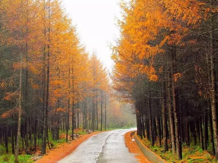 成都乐山红叶彩林,四川红叶彩林旅游节