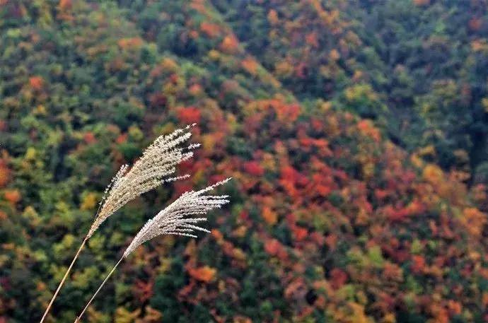 成都乐山红叶彩林,四川红叶彩林旅游节