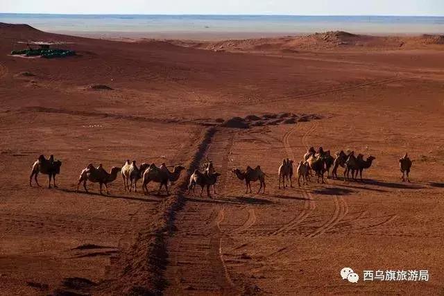 去了内蒙为什么敬酒三杯,哈达怎么接,马奶也是良药?