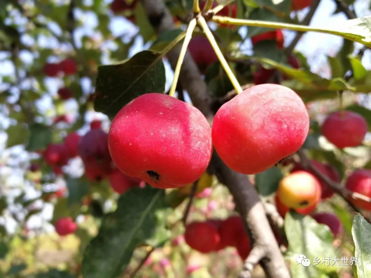 水果中的补钙之王,钙中之王吃什么水果