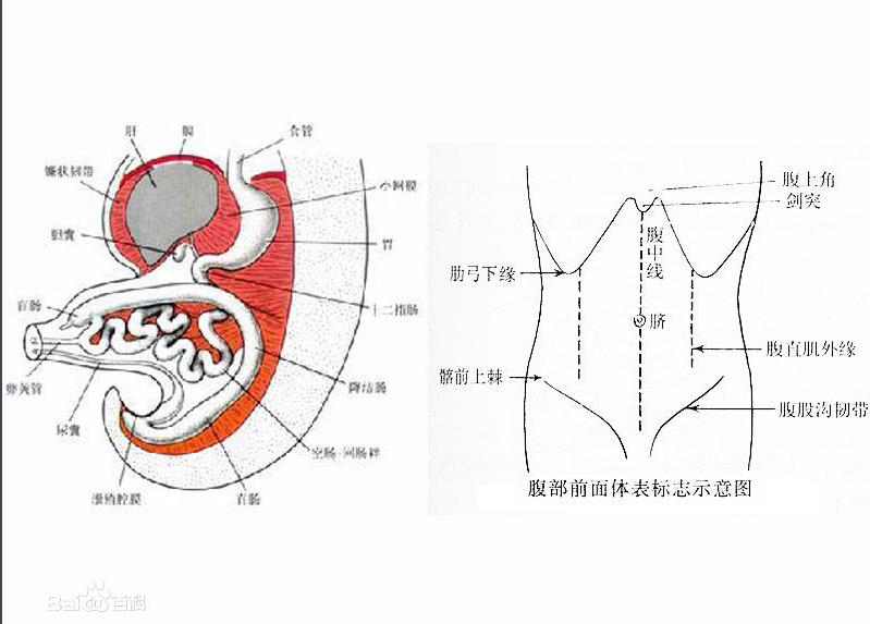 按一下肚子会发出水声？逃离不了这6种情况，病理性积水需谨慎
