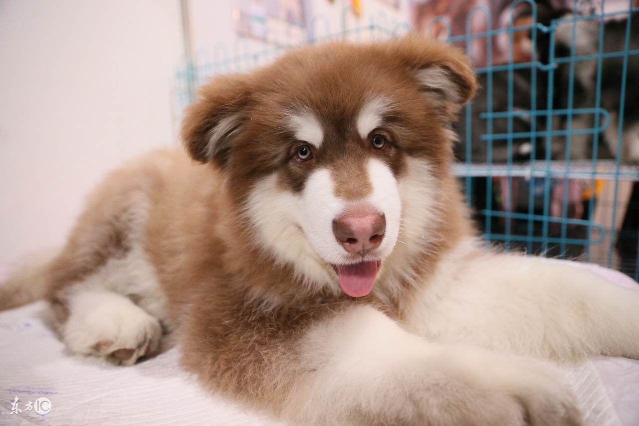 关于狂犬病的知识,关于狂犬病的科普知识